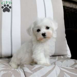 Jackson, Bichon Frise Puppy