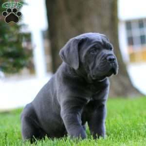 Jackson, Cane Corso Puppy