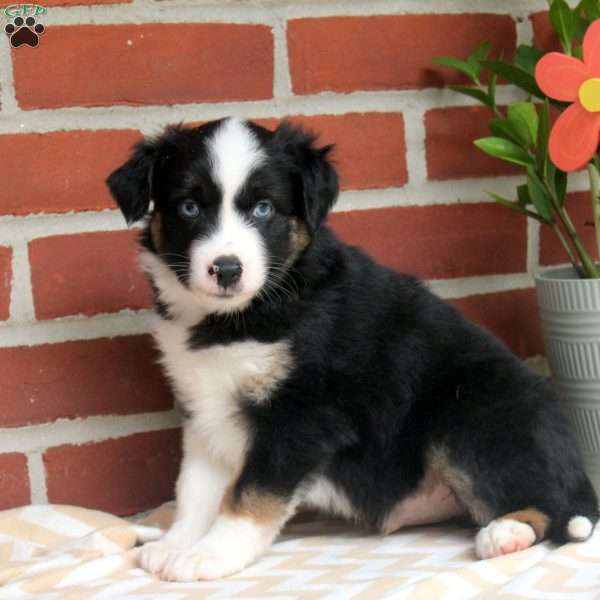 Jacob, Miniature Australian Shepherd Puppy