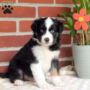 Jacob, Miniature Australian Shepherd Puppy