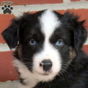 Jacob, Miniature Australian Shepherd Puppy