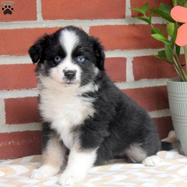 Jade, Miniature Australian Shepherd Puppy