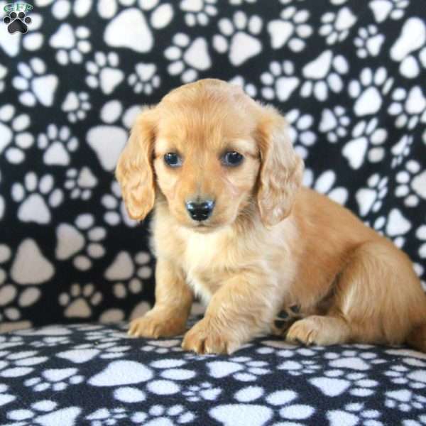 Jade-Mini, Dachshund Puppy