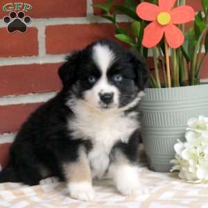 Jade, Miniature Australian Shepherd Puppy