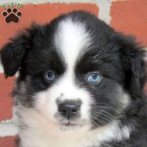 Jade, Miniature Australian Shepherd Puppy