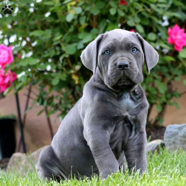 Jaden, Cane Corso Puppy