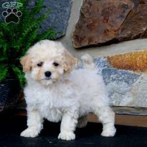 Jaden, Bich-Poo Puppy