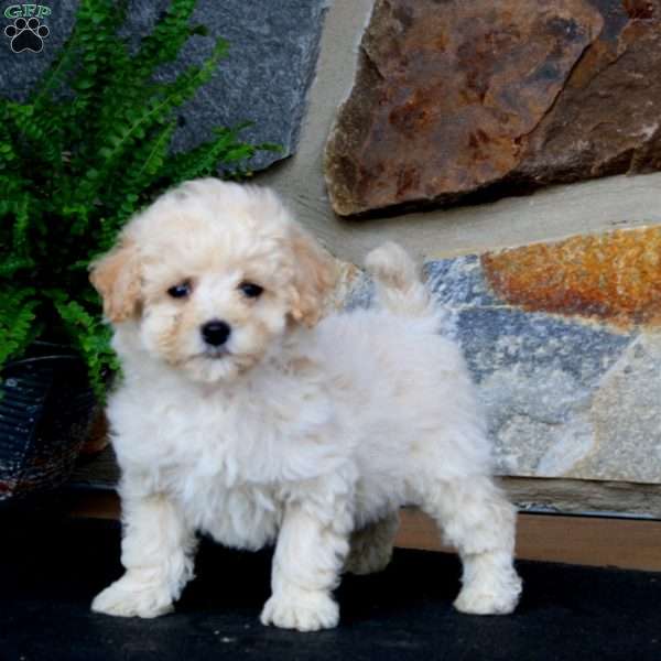 Jaden, Bich-Poo Puppy