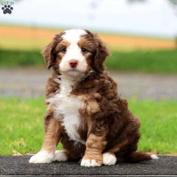 Jaden, Mini Bernedoodle Puppy