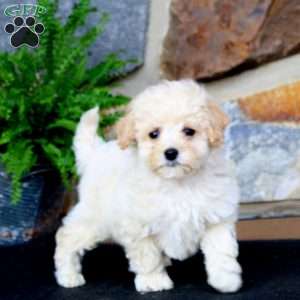Jaden, Bich-Poo Puppy
