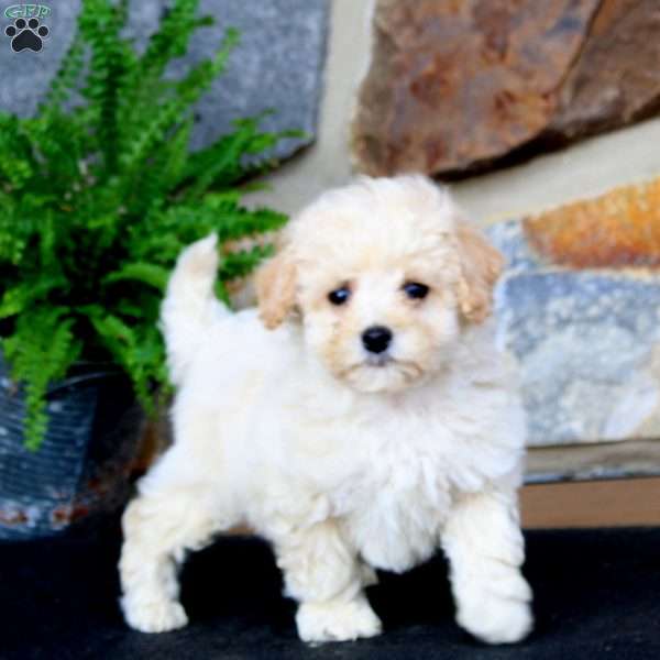 Jaden, Bich-Poo Puppy