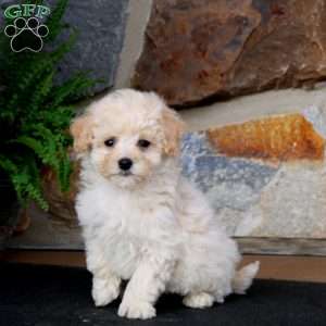 Jaden, Bich-Poo Puppy