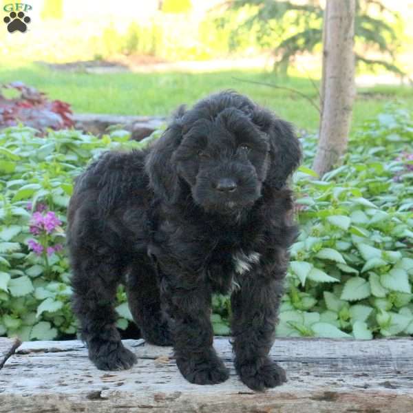 Jagger, Mini Aussiedoodle Puppy