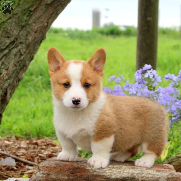 Jake, Pembroke Welsh Corgi Puppy