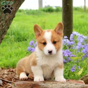 Jake, Pembroke Welsh Corgi Puppy