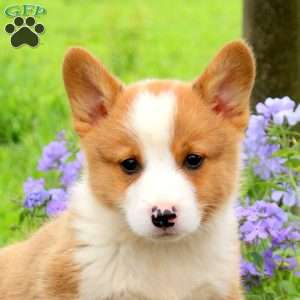 Jake, Pembroke Welsh Corgi Puppy