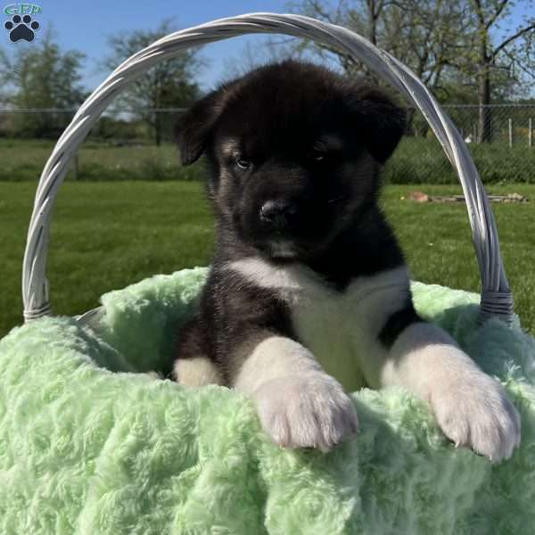 Jake, Akita Puppy