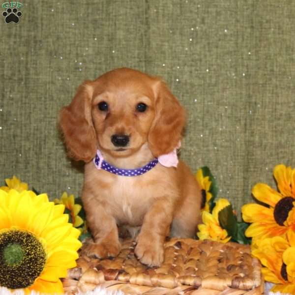 Jalisa, Dachshund Puppy