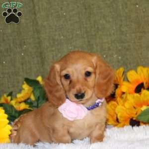 Jalisa, Dachshund Puppy