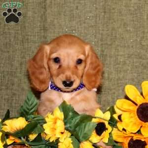 Jalisa, Dachshund Puppy