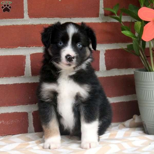 James, Miniature Australian Shepherd Puppy