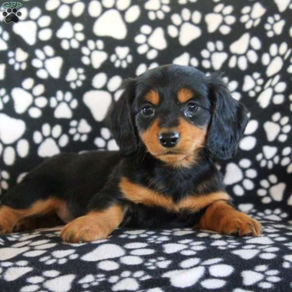 James-Mini, Dachshund Puppy