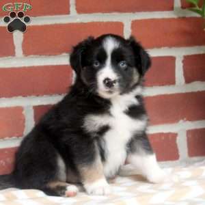 James, Miniature Australian Shepherd Puppy