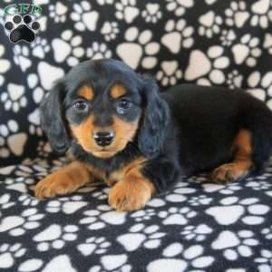 James-Mini, Dachshund Puppy