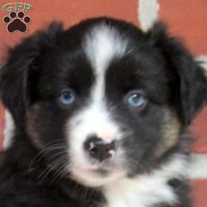 James, Miniature Australian Shepherd Puppy