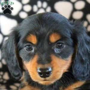 James-Mini, Dachshund Puppy