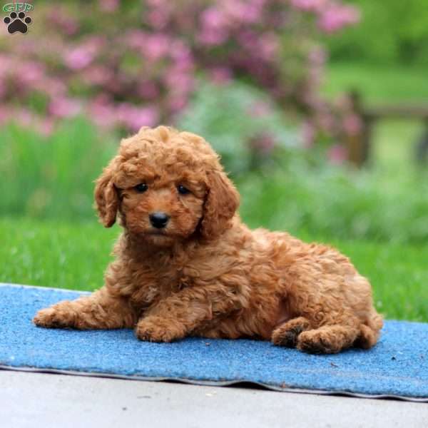 Jamie, Mini Goldendoodle Puppy