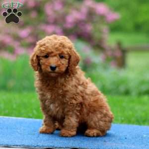 Jamie, Mini Goldendoodle Puppy