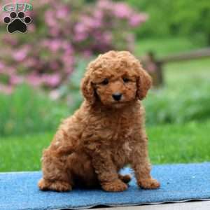 Jamie, Mini Goldendoodle Puppy