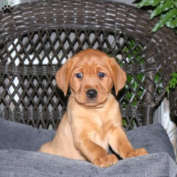 Jane, Fox Red Labrador Retriever Puppy
