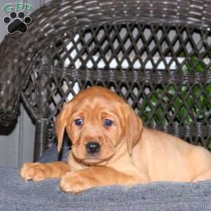 Jane, Fox Red Labrador Retriever Puppy