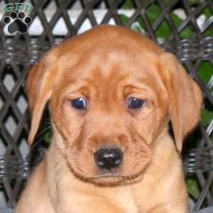 Jane, Fox Red Labrador Retriever Puppy