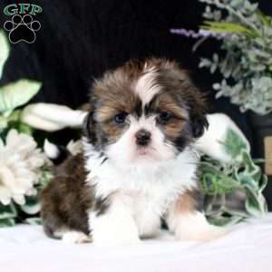 Jane, Shih Tzu Puppy