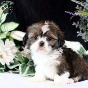 Jane, Shih Tzu Puppy