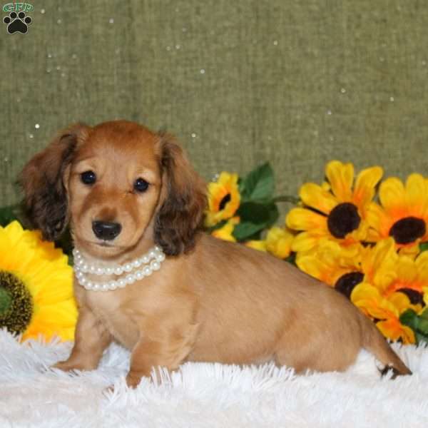 Janelle, Dachshund Puppy