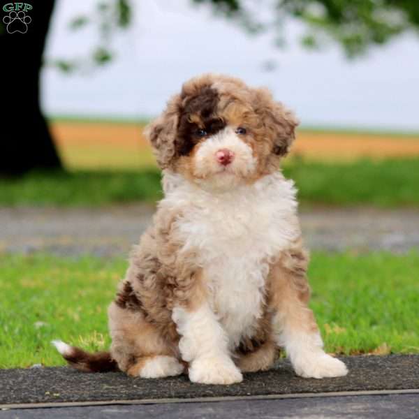 Janelle, Mini Bernedoodle Puppy