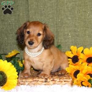 Janelle, Dachshund Puppy