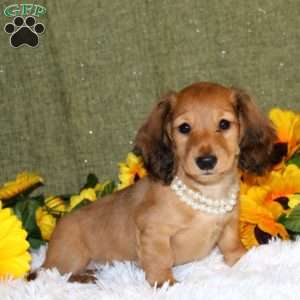 Janelle, Dachshund Puppy