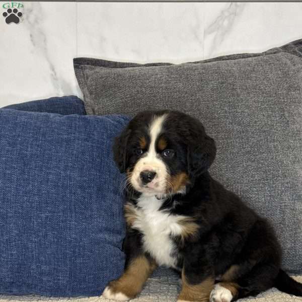 Jasmine, Bernese Mountain Dog Puppy