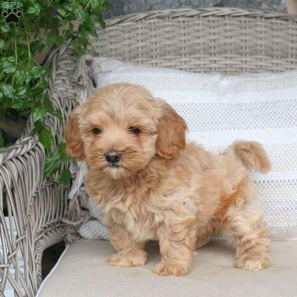 Jasmine, Maltipoo Puppy