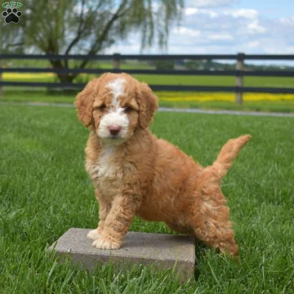 Jasmine, Mini Goldendoodle Puppy