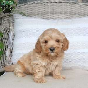 Jasmine, Maltipoo Puppy