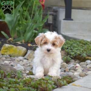 Jasmine, Maltipoo Puppy