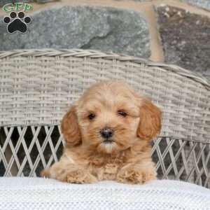 Jasmine, Maltipoo Puppy
