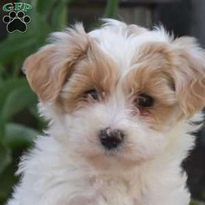 Jasmine, Maltipoo Puppy