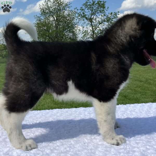 Jasmine, Akita Puppy
